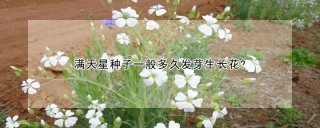 满天星种子一般多久发芽生长花?,第1图