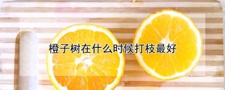 橙子树在什么时候打枝最好,第1图