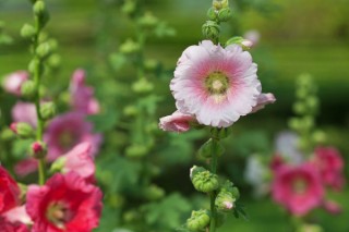 芙蓉花怎么压新的出来,第2图