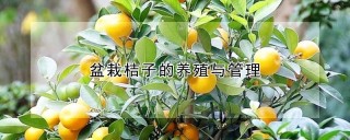 盆栽桔子的养殖与管理,第1图