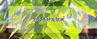 怎么养好发财树,第1图