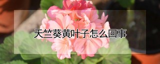 天竺葵黄叶子怎么回事,第1图