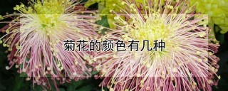 菊花的颜色有几种,第1图