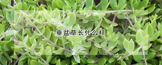 垂盆草长什么样,第1图