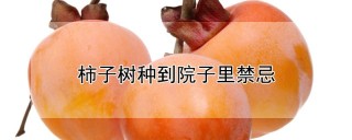 柿子树种到院子里禁忌,第1图