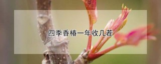 四季香椿一年收几茬,第1图