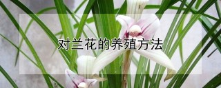 对兰花的养殖方法,第1图