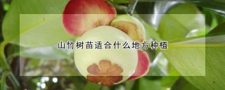 山竹树苗适合什么地方种植,第1图