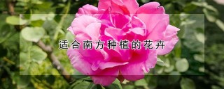 适合南方种植的花卉,第1图