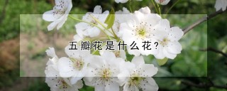 五瓣花是什么花?,第1图