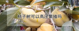 柿子树可以高压繁殖吗,第1图