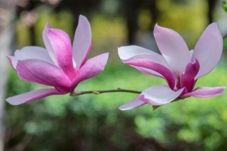 玉兰花花语，代表着高洁、芬芳，纯洁的爱，感恩,第5图