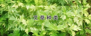 艾草种类,第1图