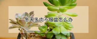 冬天多肉不服盆怎么办,第1图