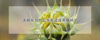 太阳花为什么花苞还没开就坏了,第1图