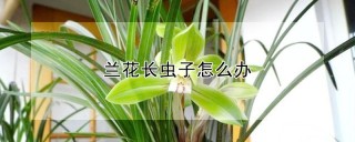 兰花长虫子怎么办,第1图