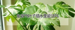 龟背竹叶子插水里能活吗,第1图