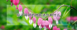 院子背阴的地方适合种什么,第1图