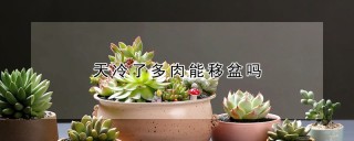 天冷了多肉能移盆吗,第1图