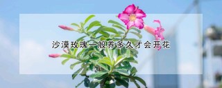 沙漠玫瑰一般养多久才会开花,第1图