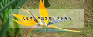 天堂鸟一棵能繁殖出很多苗吗,第1图