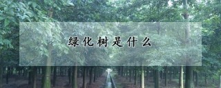 绿化树是什么,第1图