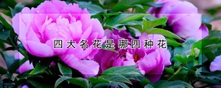 四大名花是哪四种花,第1图