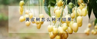 黄皮树怎么种才结果,第1图