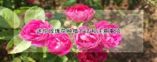 迷你玫瑰花种植方法和注意事项,第1图