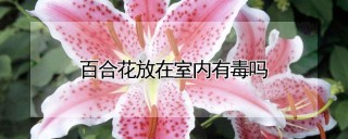 百合花放在室内有毒吗,第1图