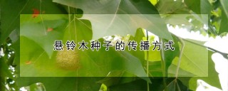 悬铃木种子的传播方式,第1图