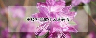 干枝杜鹃放什么营养液,第1图