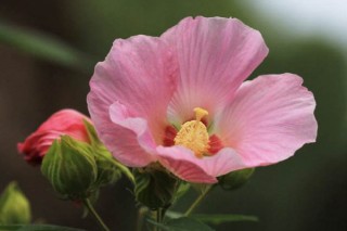 芙蓉花换土根部需要剪吗,第3图