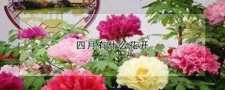 四月有什么花开,第1图