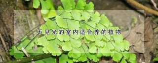 不见光的室内适合养的植物,第1图