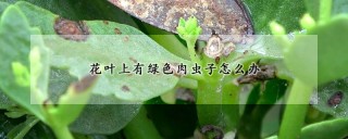 花叶上有绿色肉虫子怎么办,第1图