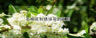 石楠花和绣球花的区别,第1图