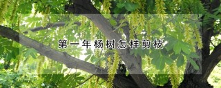 第一年杨树怎样剪枝,第1图