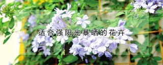 适合强阳光暴晒的花卉,第1图