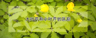 大叶芹和小叶芹的区别,第1图