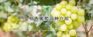 金桂香葡萄品种介绍,第1图