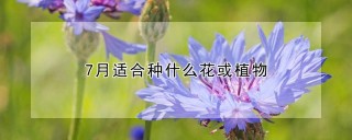 7月适合种什么花或植物,第1图