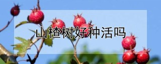 山楂树好种活吗,第1图