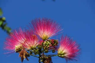 合欢花和芙蓉花怎么区分，可通过高度、产地、习性、花朵来区分,第4图