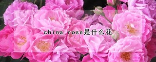 china rose是什么花,第1图