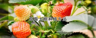 草莓大棚种植方法,第1图