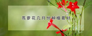 茑萝花几月份种植最好,第1图