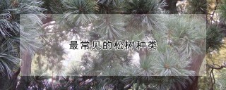 最常见的松树种类,第1图