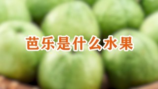 芭乐是什么水果,第1图