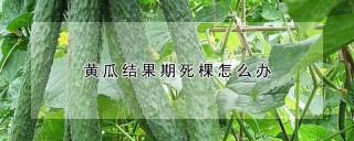 黄瓜结果期死棵怎么办,第1图